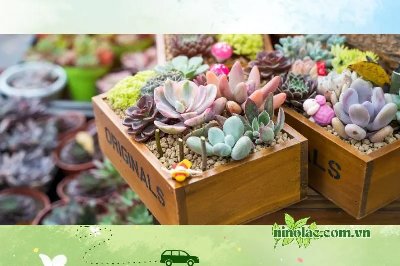 Cửa Hàng Cây Cảnh Nhà Thóc - Thế Giới Cây Cảnh