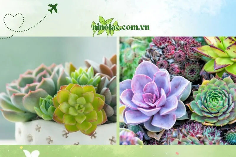 Khám phá địa chỉ uy tín cho các bạn yêu cây cảnh
