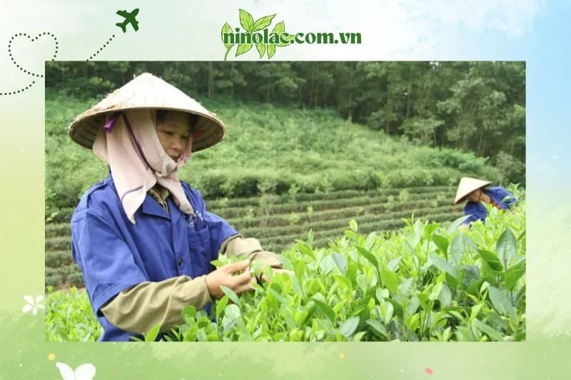 Du lịch trải nghiệm tại Làng nghề chè Trại Cài