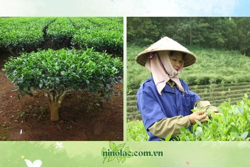 Giới thiệu về Làng nghề chè Trại Cài Thái Nguyên